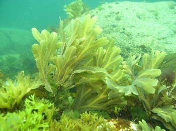 algue varech